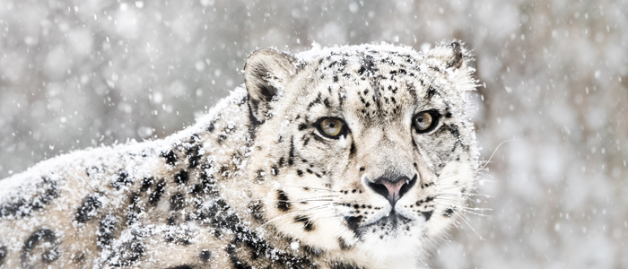 Snow leopard lying on snow looking forward at the camera snow falling in the background