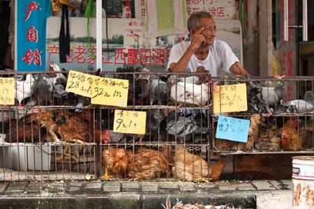 Market vendor sitting behind Caged Animals At Market For Sale 