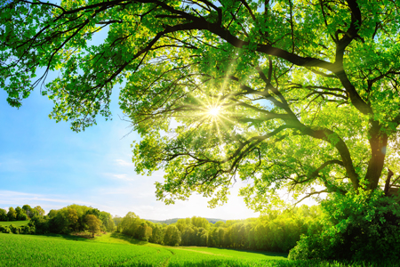 The sun shining through a majestic green oak tree on a meadow, with clear blue sky in the background,