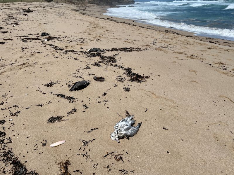 Dead shearwaters and silver gull on a beach south of Melbourne, Australia