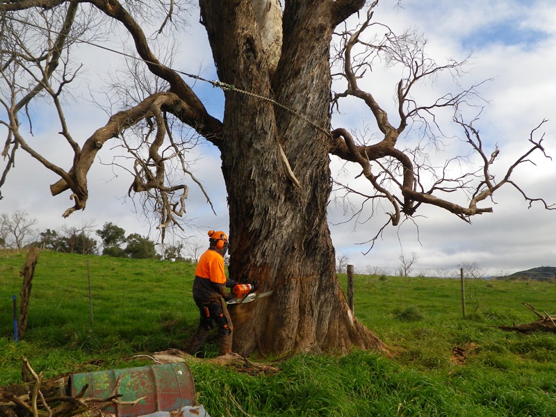 Community on Ground Assistance working with fire affected families across Victoria removing dangerous trees.
