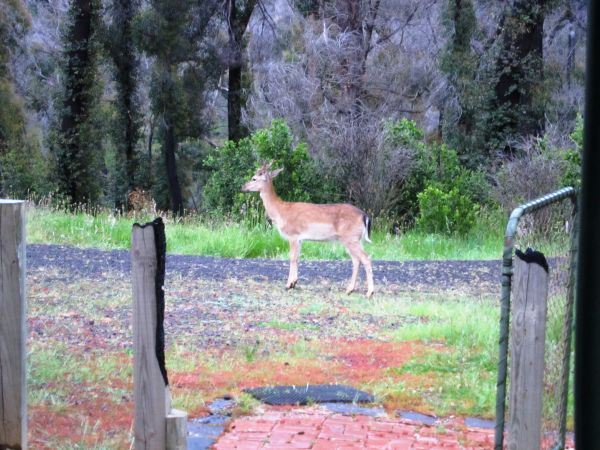 Deer Me Visitor Clonbinane