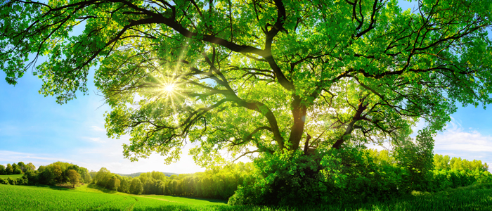 The sun shining through a majestic green oak tree on a meadow, with clear blue sky in the background,