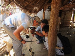 Vet checking a goat in a rural village