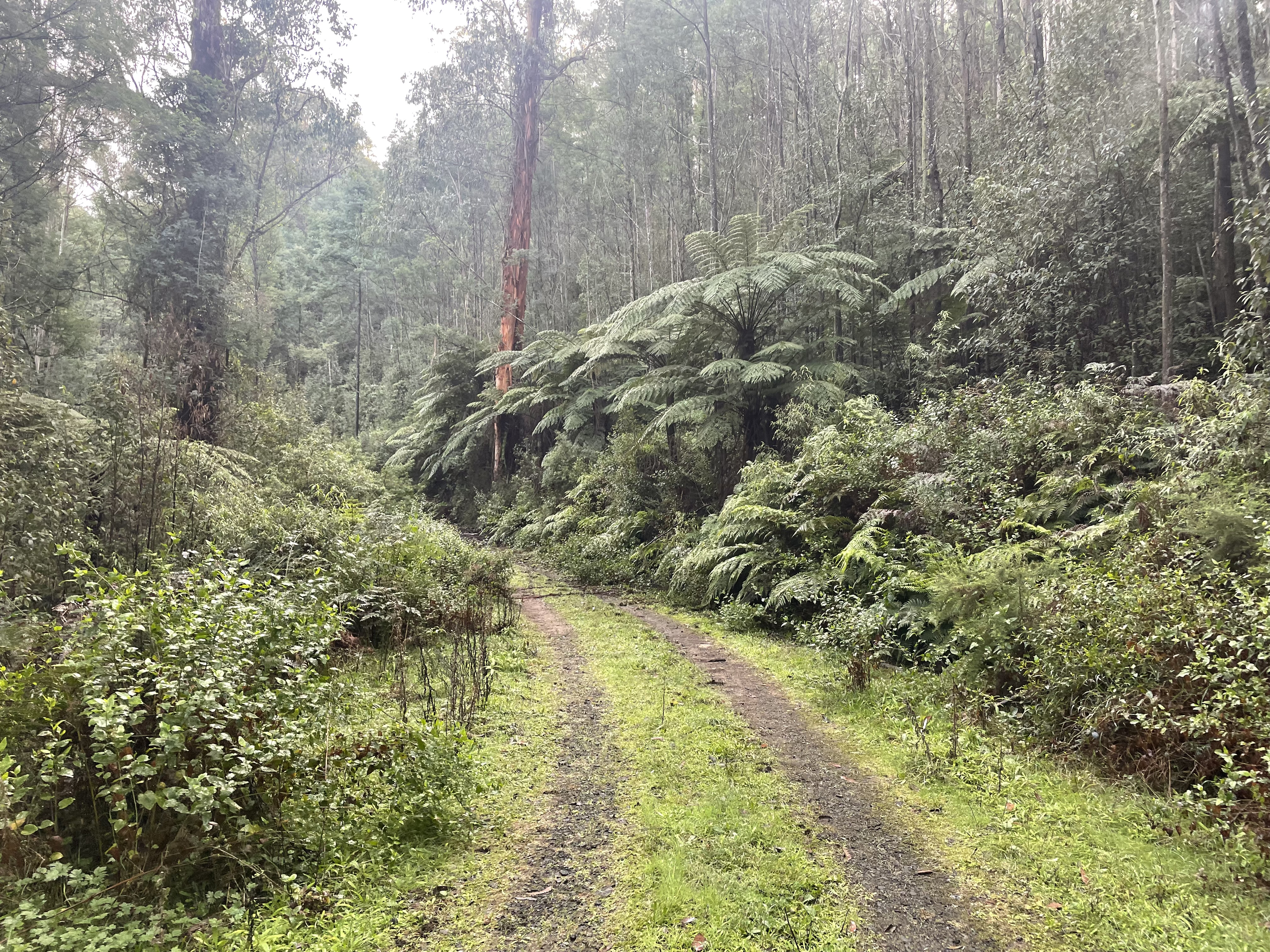 Photograph of a grassy walking track on a misty day with ferns and eucalyptus trees either side.