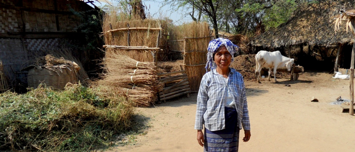 Mynamar woman standing in rural farmyard with a white cow in the background