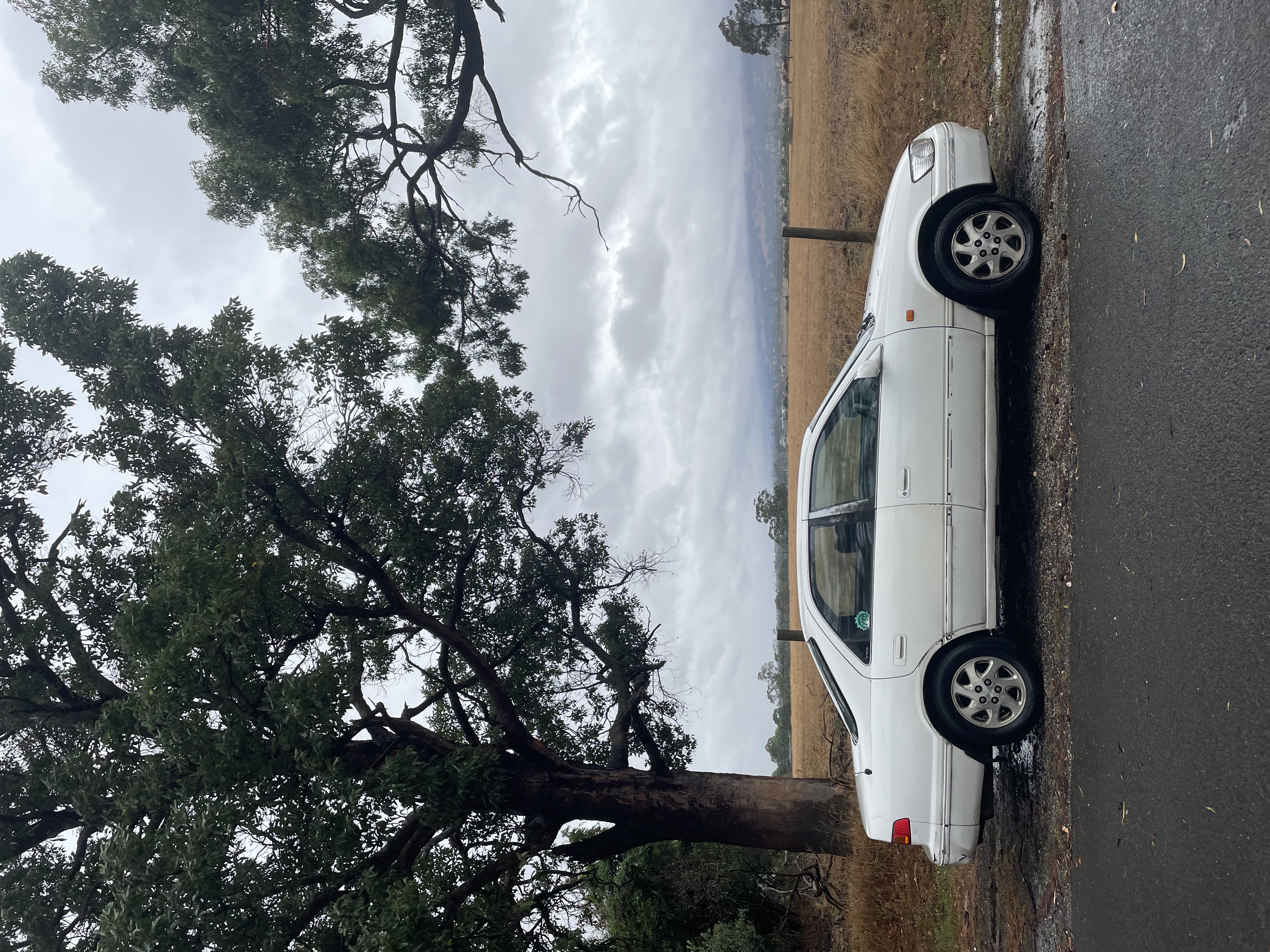 A photograph of a white car on a road by a tree and field