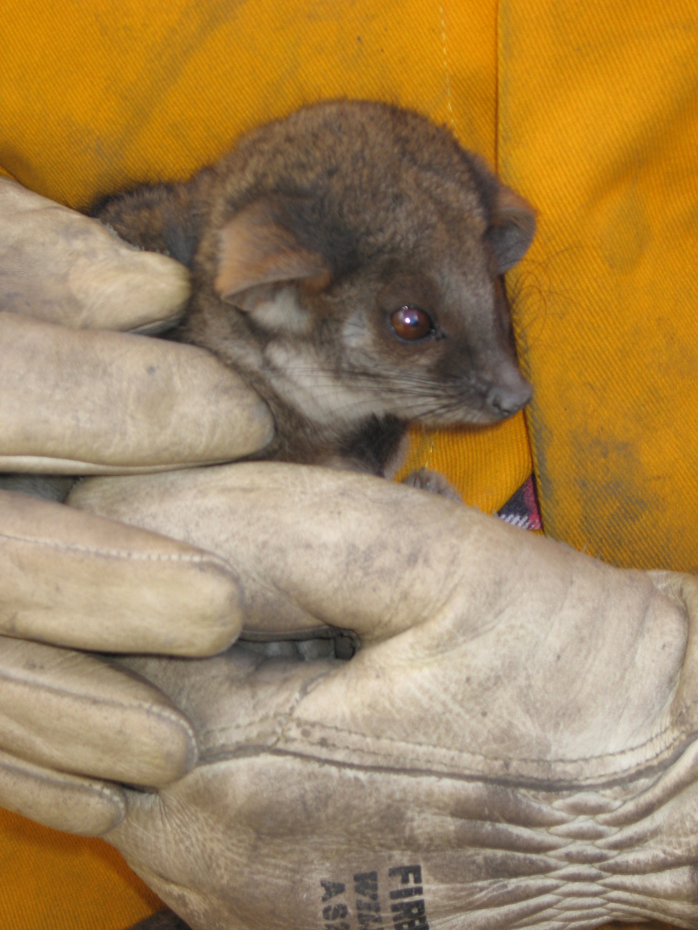 Black Saturday Rescued Baby Possum