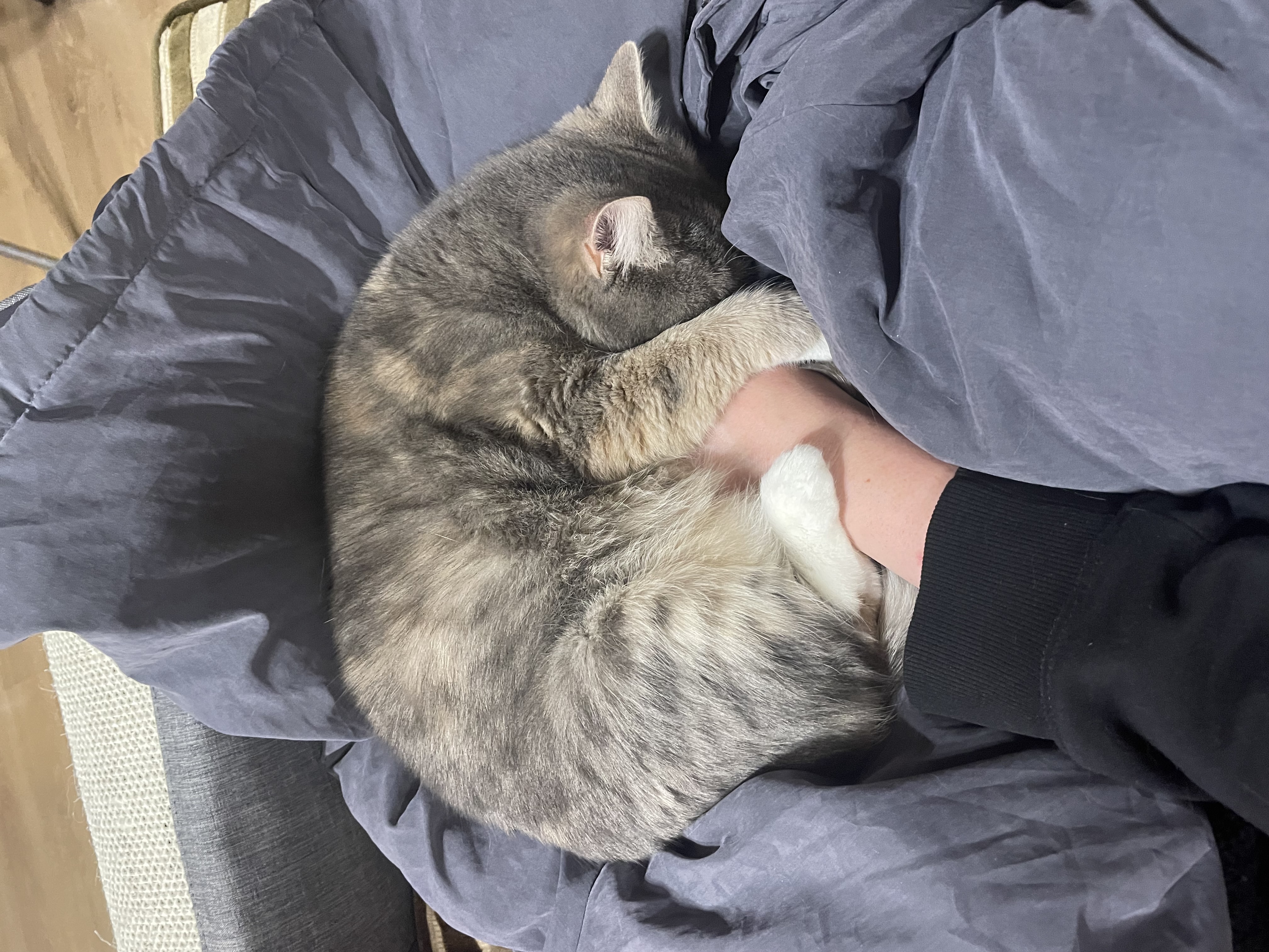 A photograph of a grey cat hugging an arm.