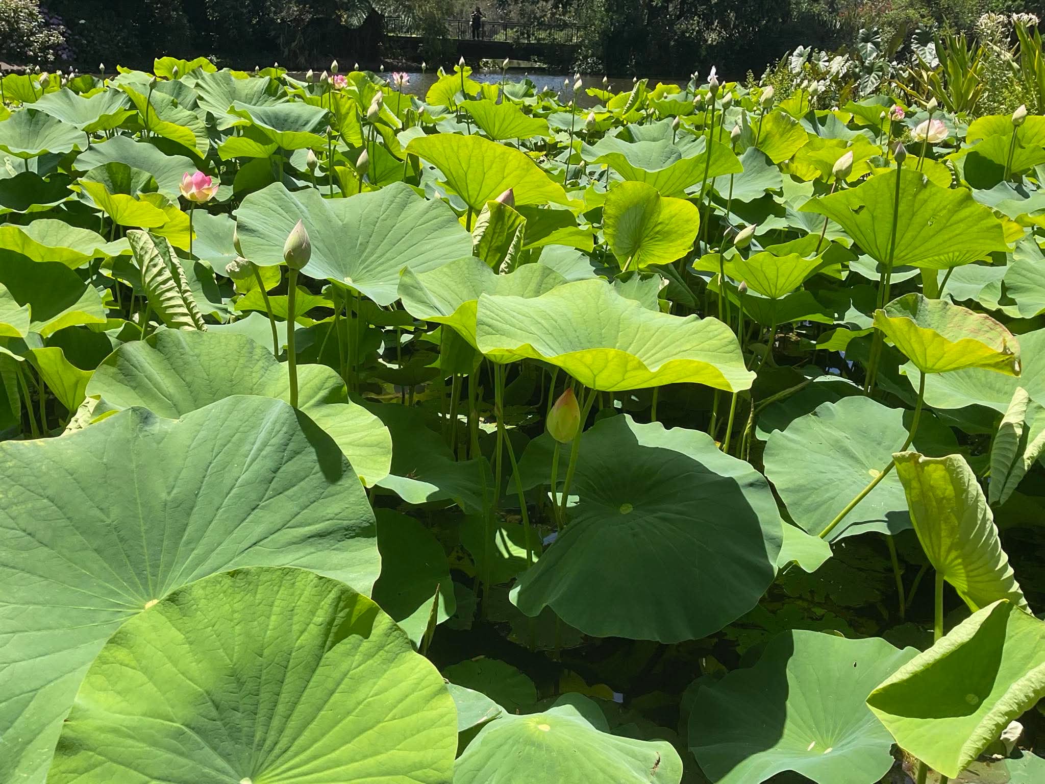 Photograph of lotus flowers and leaves