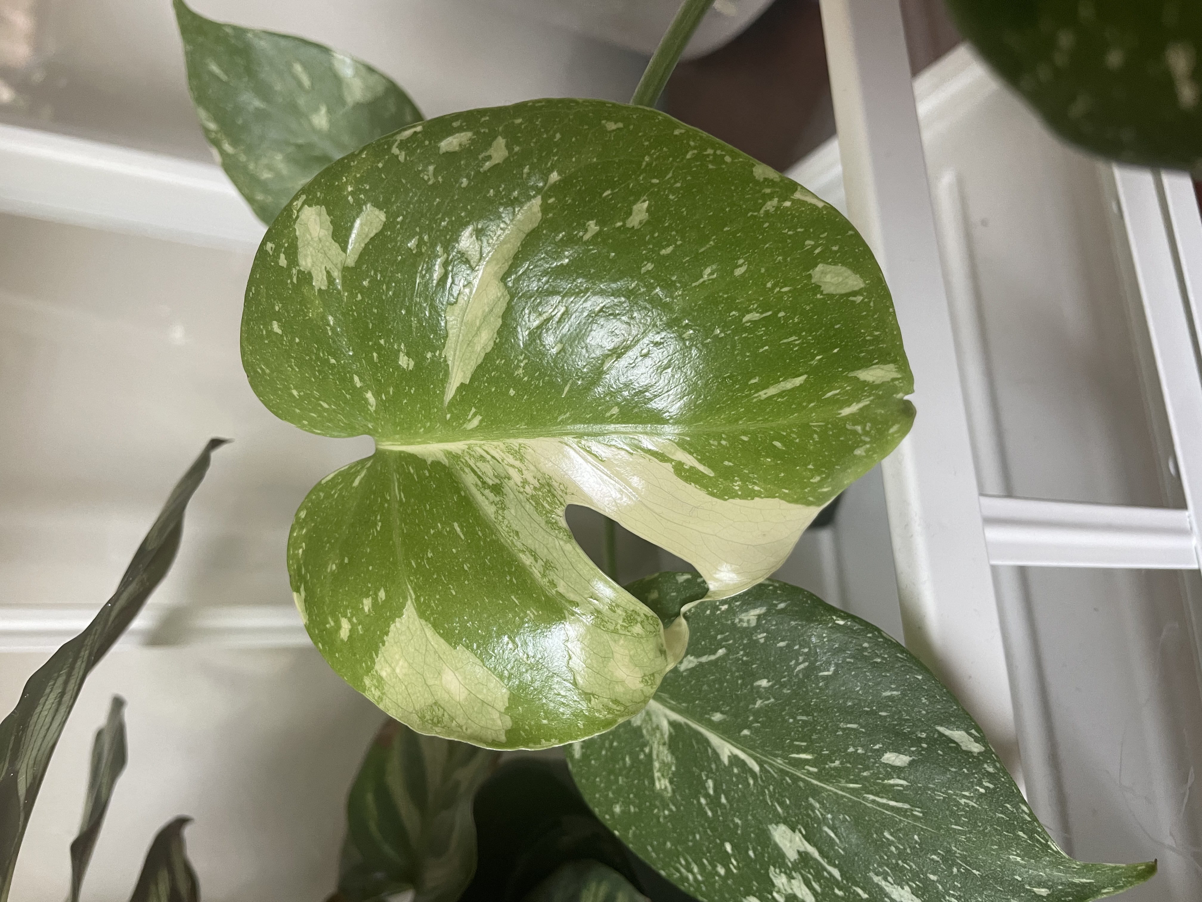 Photo of a monstera plant leaf